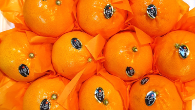 🎁 놓치면 후회! 천혜향 선물, 지금이 딱! 특가 후기🍊